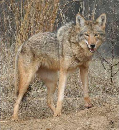 Coyote