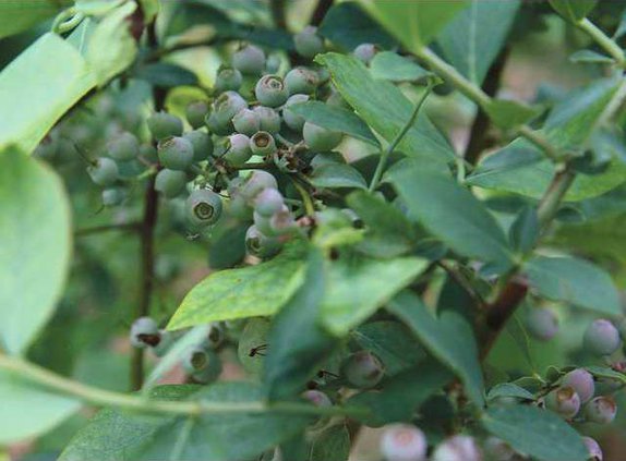 0510-PRODUCE-DELIVERY 0003