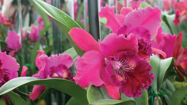 0204-GO-ORCHID-DAZE1