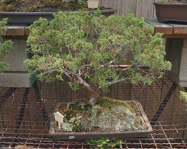 Teeny Tiny Trees Gainesville Times