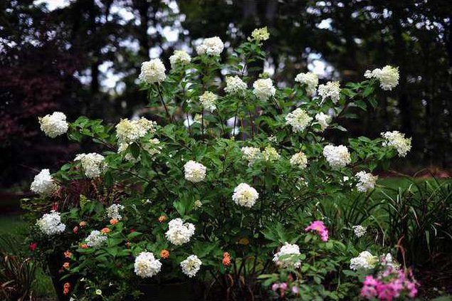 0725hydrangeas4