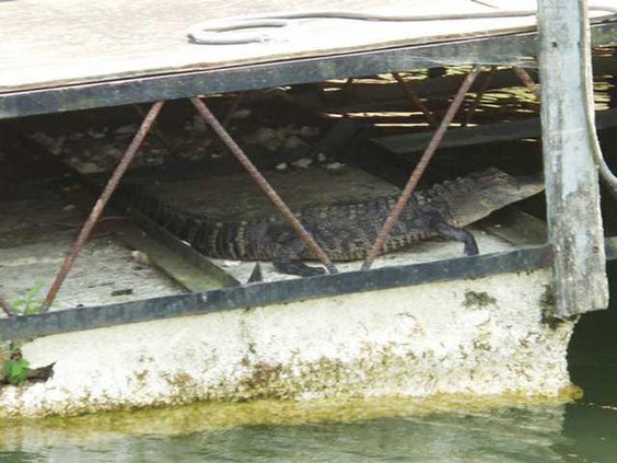 0805gator