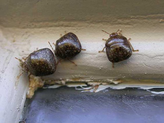 1206KudzuBugs