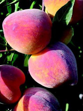 0108peaches