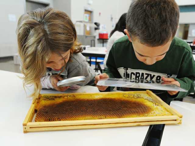 Students get lesson on honeybees - Gainesville Times