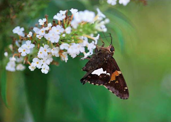 0731butterflygarden4