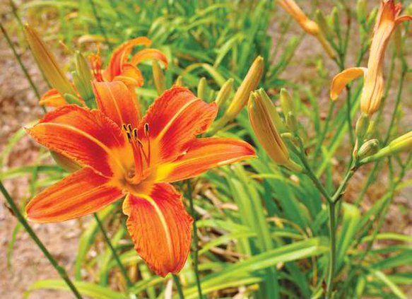 0527LILY1