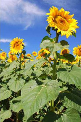 0603SUNFLOWERS