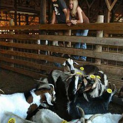 Saturday Nights Are Hoppin At Coker Sale Barn Gainesville Times