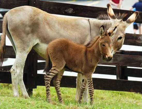 Zebra Donkey Hybrid Born In Dahlonega Gainesville Times