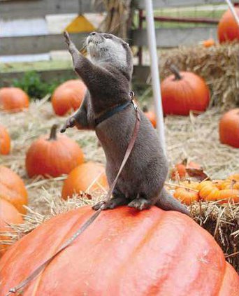 0929-GO-PUMPKIN-FEST