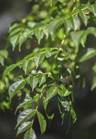 Non Native Chinaberry Thrives In Georgia Gainesville Times