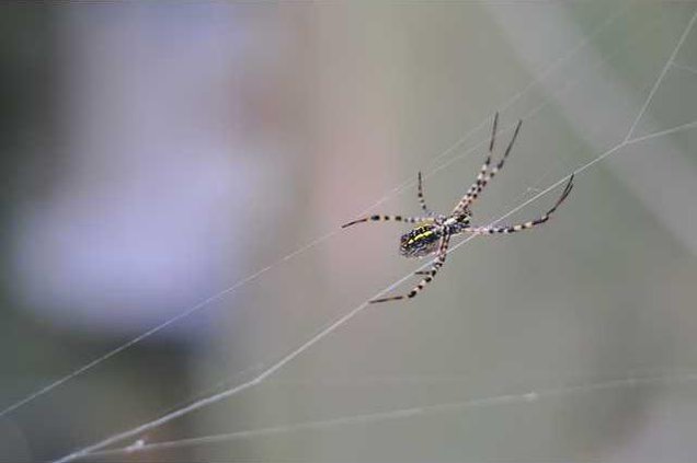 1026SPIDER.jpg