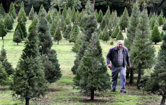 Pick Out Cut And Care For A Live Christmas Tree Gainesville Times