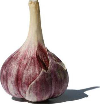 garlic