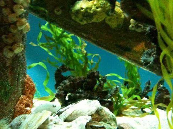 0107Aquarium2