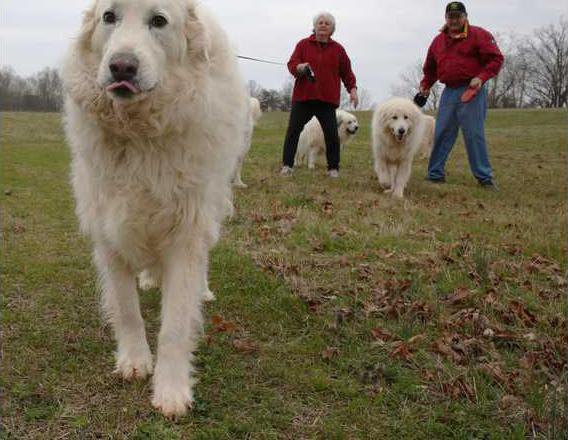 Cleveland Couple Bonds With Breed Of Great Pyrenees Gainesville Times