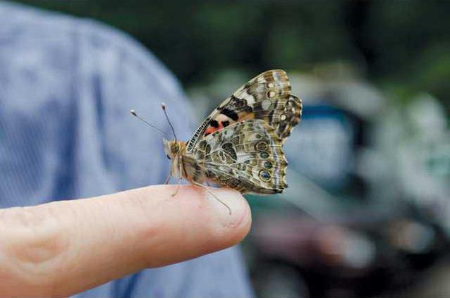 0414butterfly1