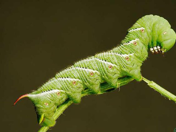 0611Garden-Hornworm