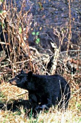 0627bear