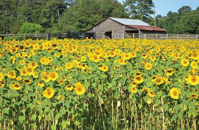 Anderson S Sunflower Farm Brightens Up Scenery In Cumming Gainesville Times