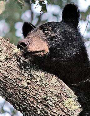 0725bear