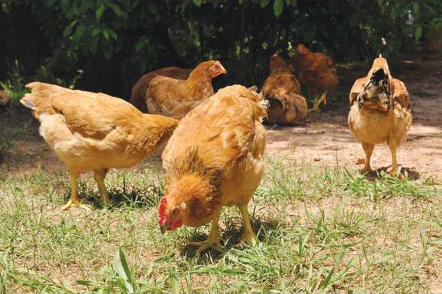 1105CHICKEN