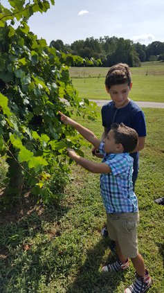 09072017 MUSCADINES 1.jpg