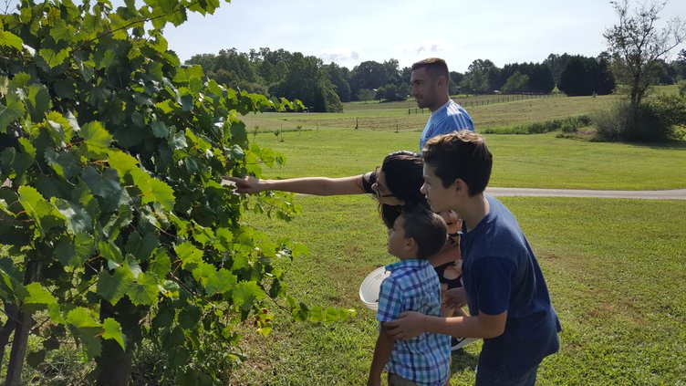 09072017 MUSCADINES 2.jpg