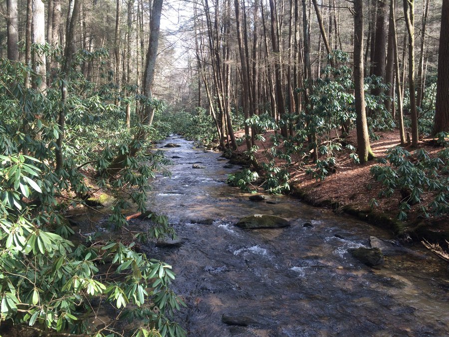 Eighth annual Trail Fest in Dahlonega sticks to its roots, celebrates