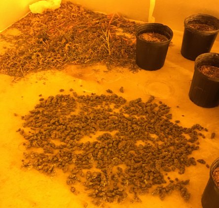 10122017 MARIJUANA 5