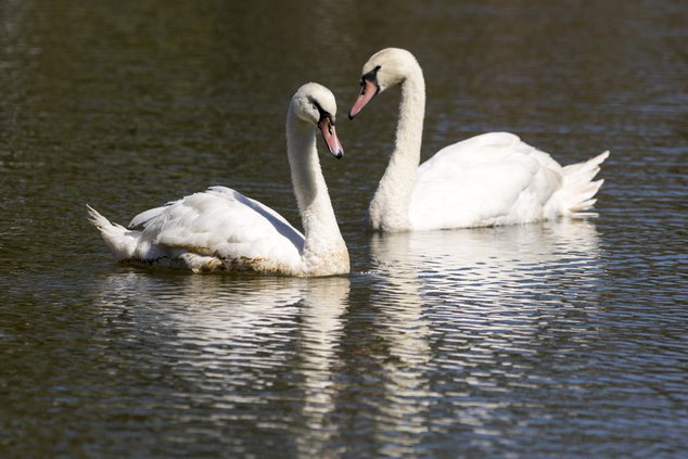 10122017 SWANS 0002.jpg