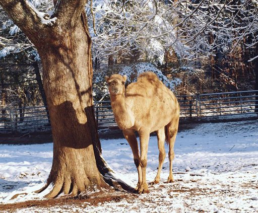 12032017 CAMEL 2.jpg
