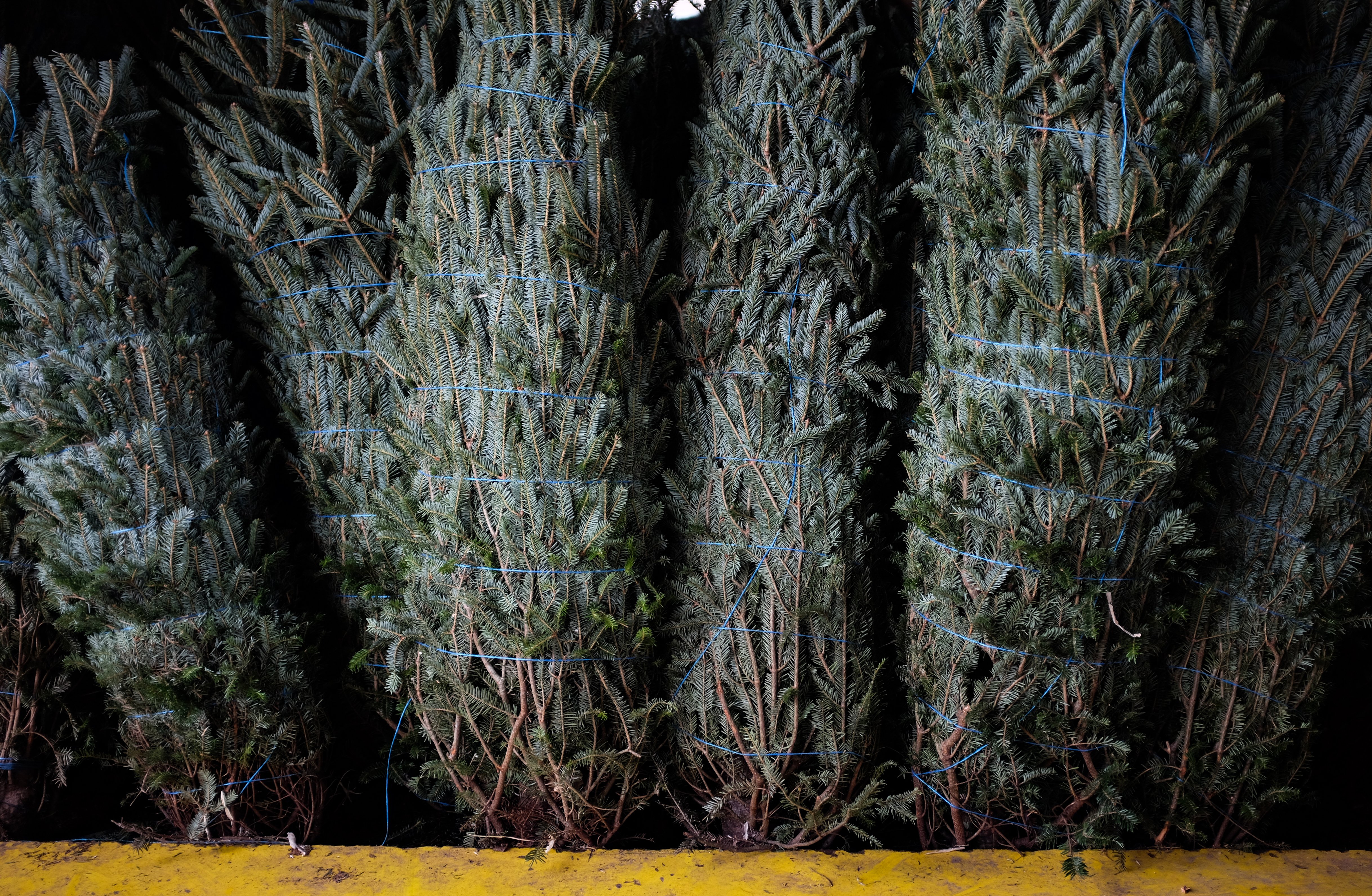 Family S Side Project Turns Into Booming Christmas Tree Farm Gainesville Times
