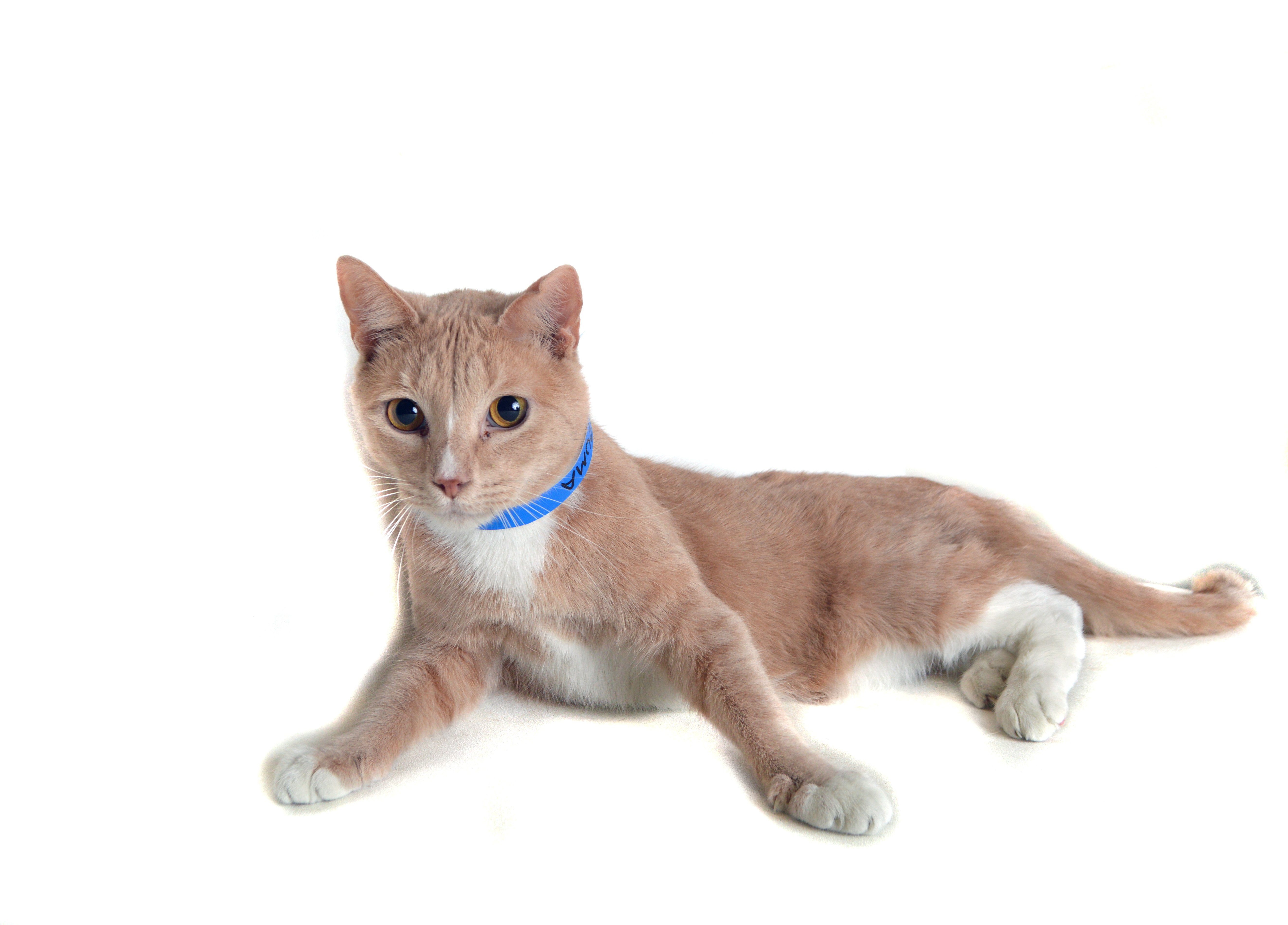 Pets Of The Week Dec 24 Gainesville Times