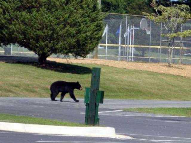 Bears spotted in Dawsonville area - Gainesville Times