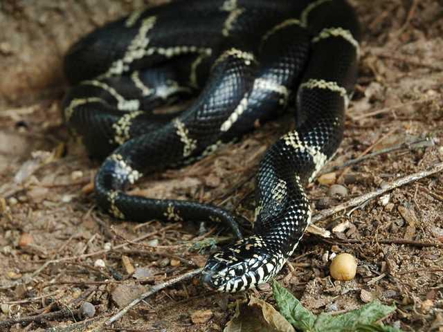 Georgia's blessed with a slew of snakes - Gainesville Times