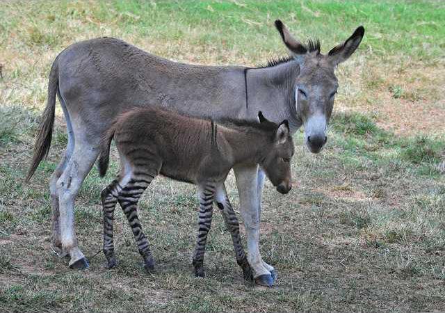 Wildlife preserve welcomes a second amazing zedonk - Gainesville Times