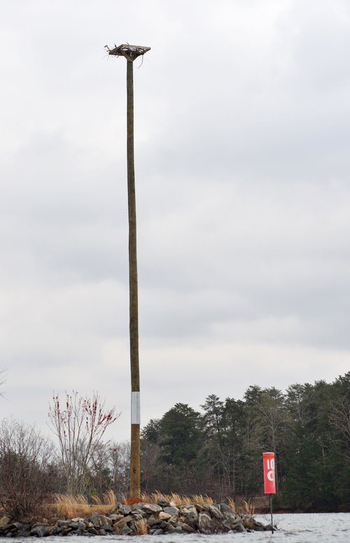 03222018 OSPREY 3.jpg