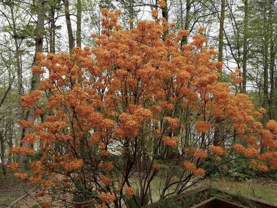 Honeysuckle azalea