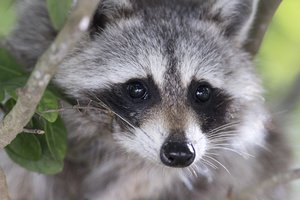 Raccoon