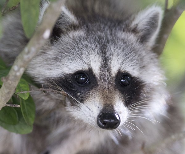 Raccoon