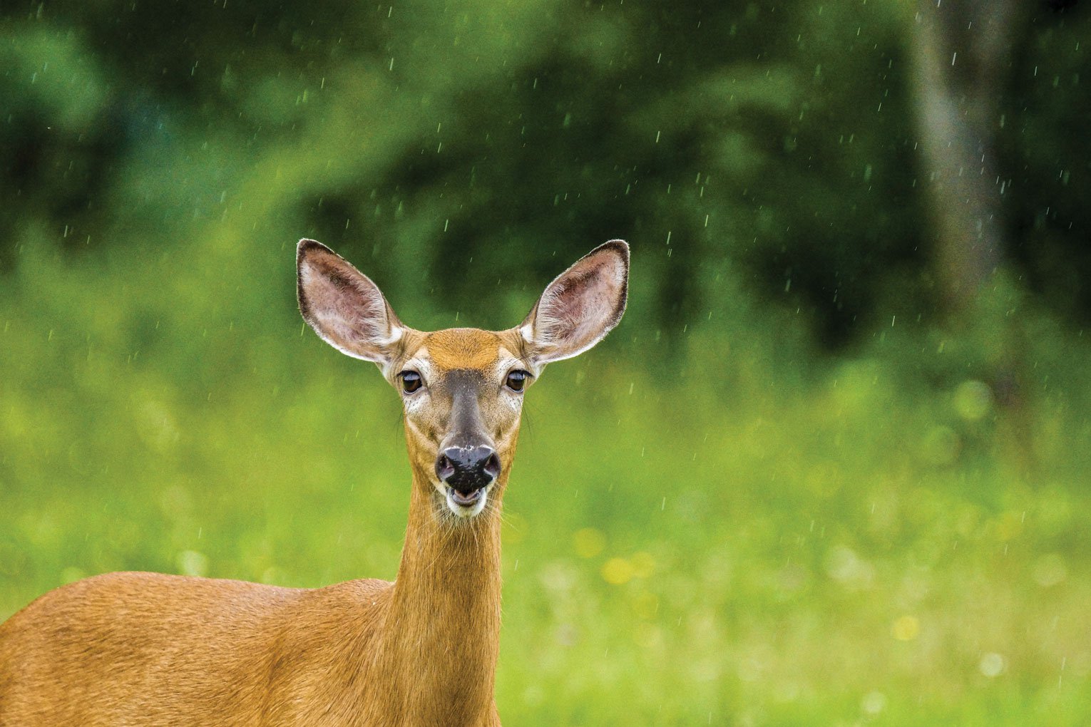 Deer season's open, but with some changes Gainesville Times