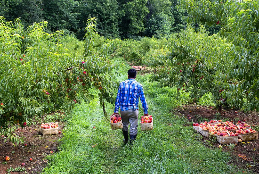 You can pick a peck of pretty peaches at Jaemor Farms' UPick event