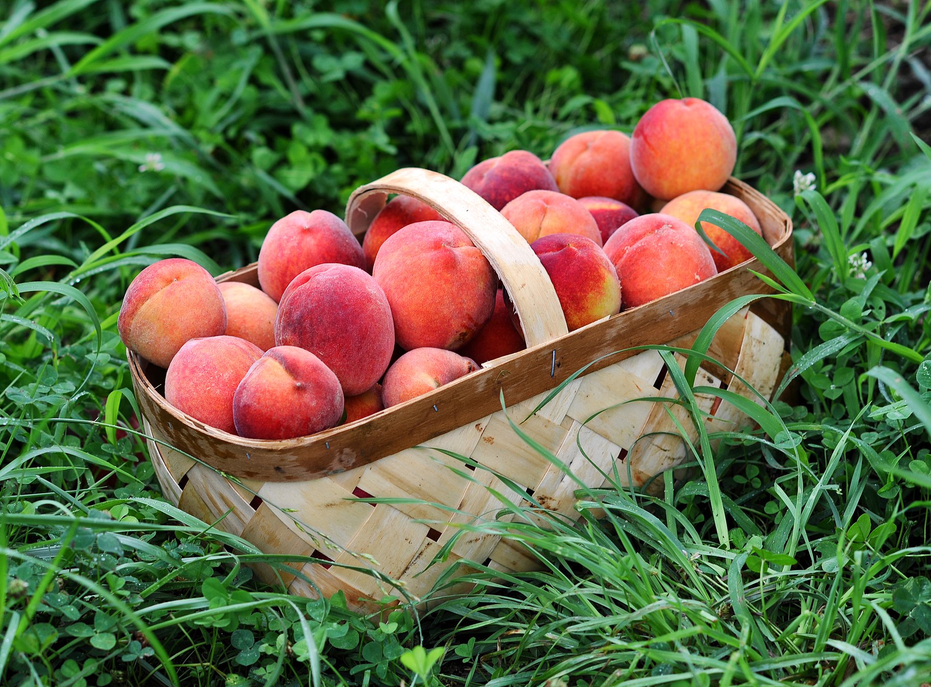 You can pick a peck of pretty peaches at Jaemor Farms' UPick event