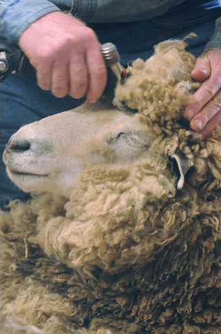 Wauka Valley Farm sheep get annual haircut - Gainesville Times