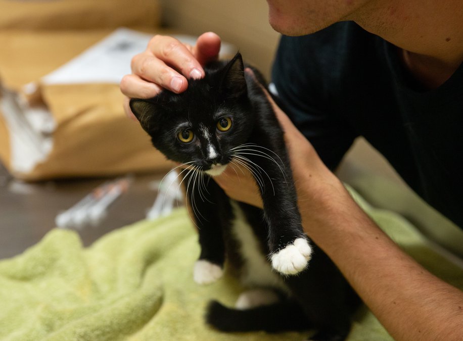How Hall Animal Shelter Humane Society Are Working To Address Pet