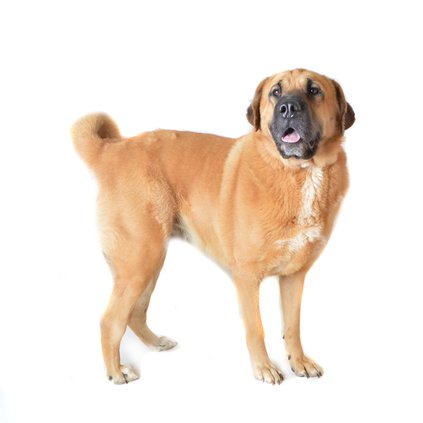 10282018 HUMANE Bear.jpg