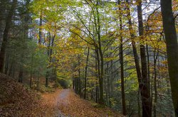1017fallcolor4