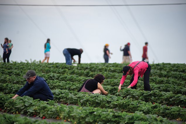 05062018 Strawberries 7.jpg